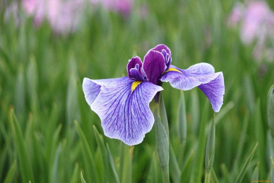 Интересные факты про ирисы