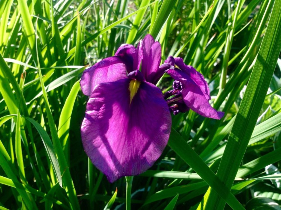 Ирис Касатик