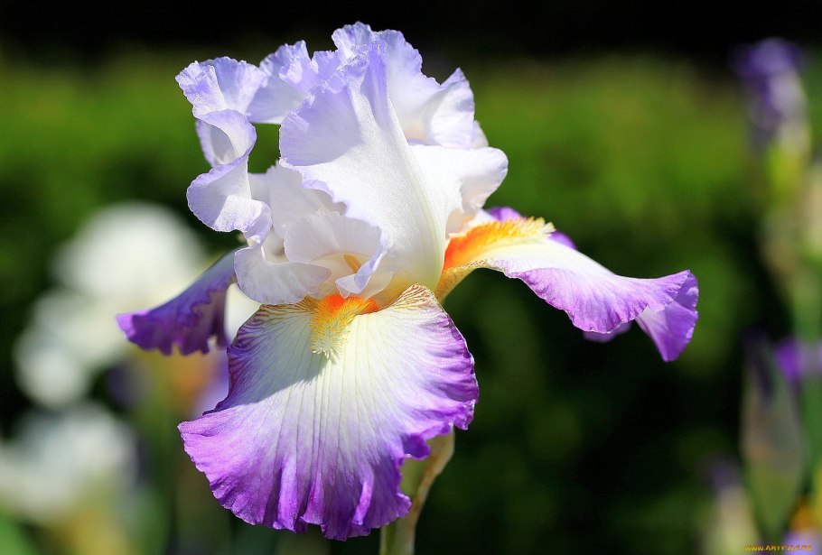 Ирис sibirica 'Ewen'