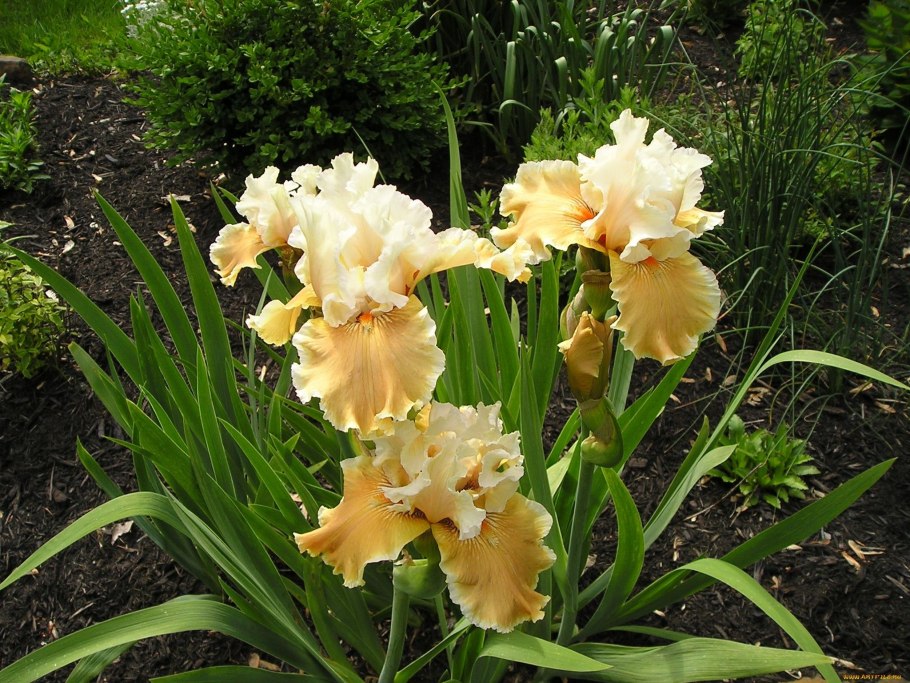 Касатик Сибирский