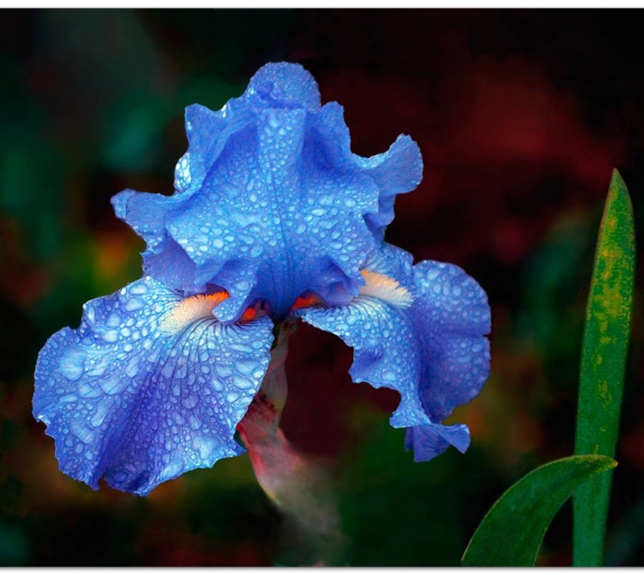 Чудесный Ирис