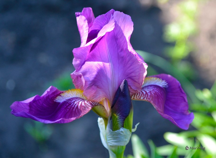 Ирис Африкан махагон