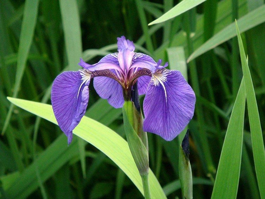 Iris Azul