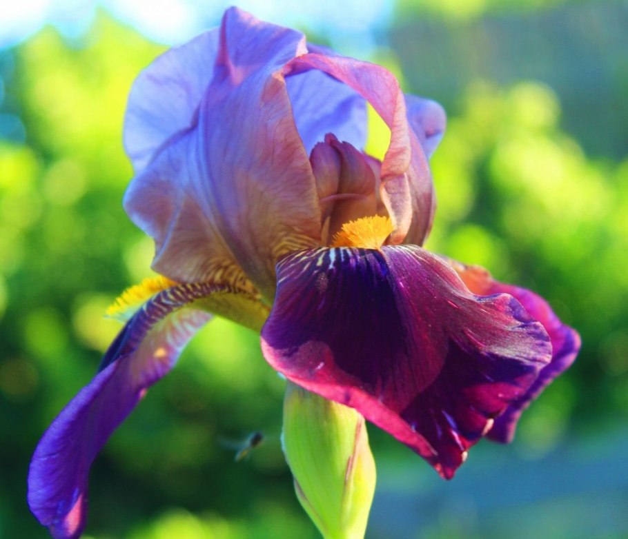 Tennessee State Flower