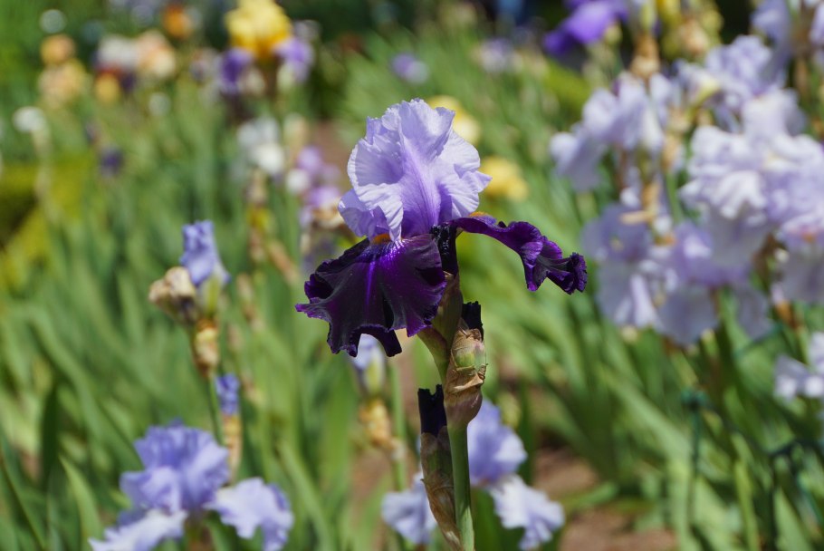 Ирис ранний низкорослый