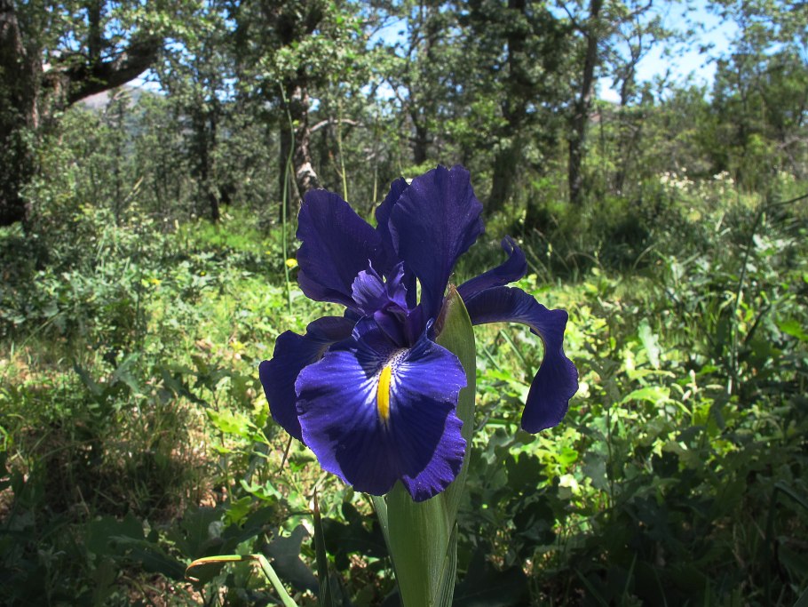 Сколько стоят срезанные ирисы