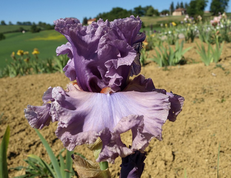 Ирис Сибирский мечевидный