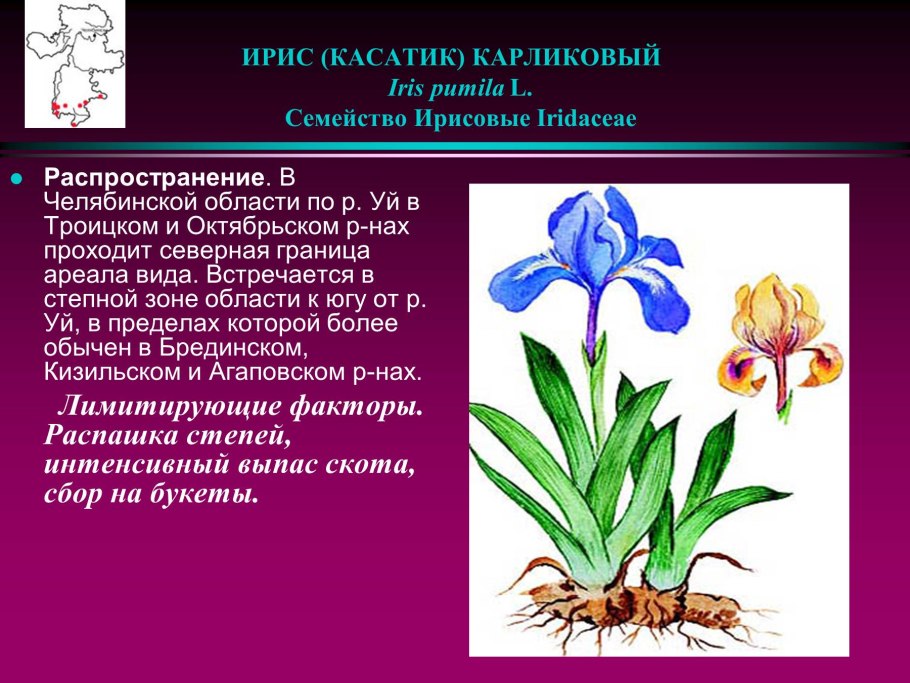 Ирис гладкий Iris laevigata