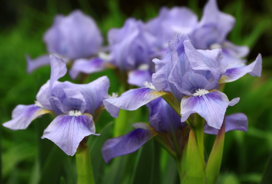 Ирисы ультрамарин