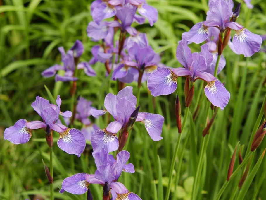 Ирис cool response