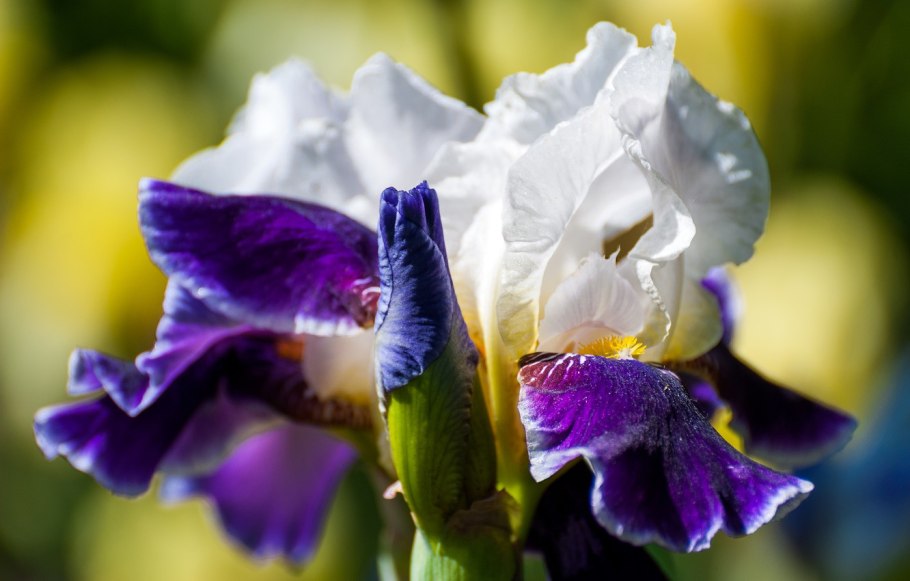 Ирис Флеминг Виктори