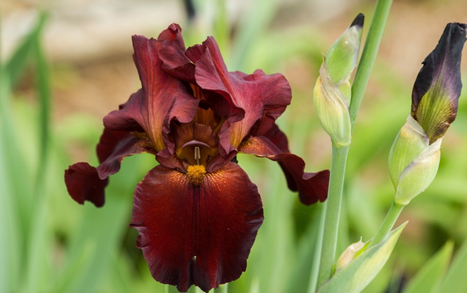 Ирис Гильбоа