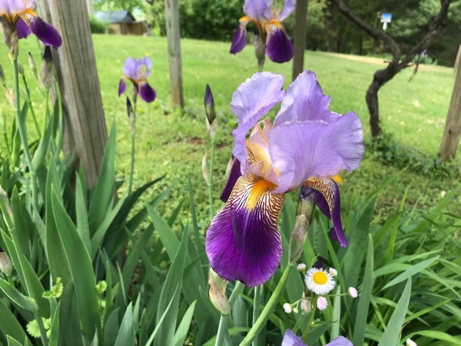 Ирисы поэзия