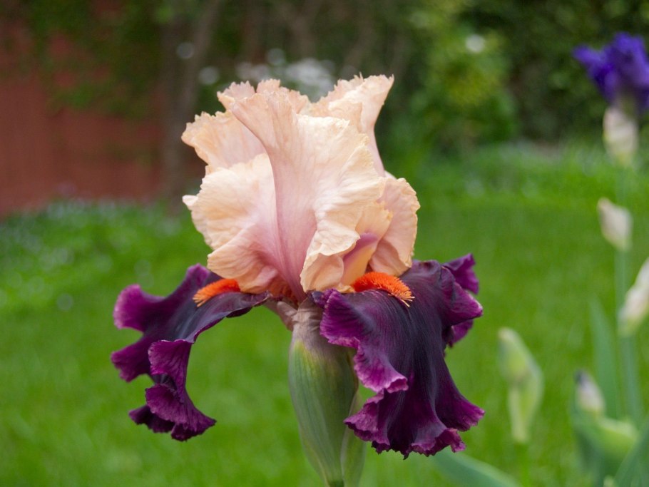 Ирис версиколор уход и размножение