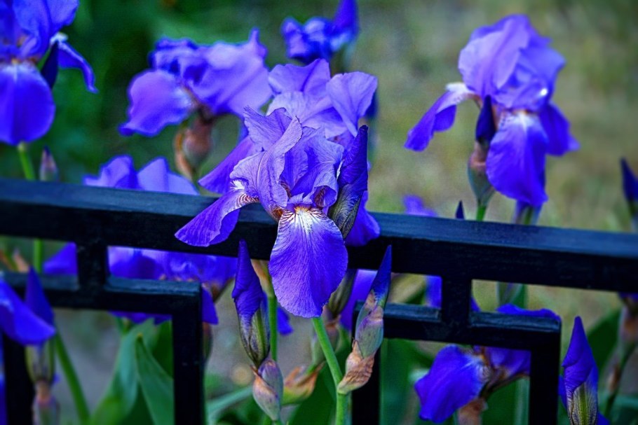 Касатик перепончатый