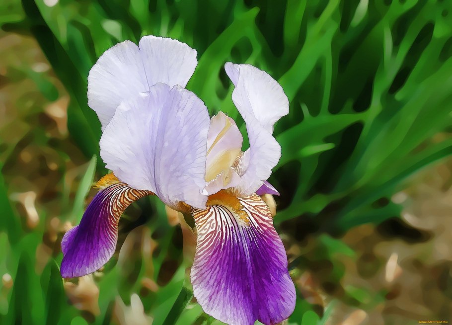 Касатик карликовый