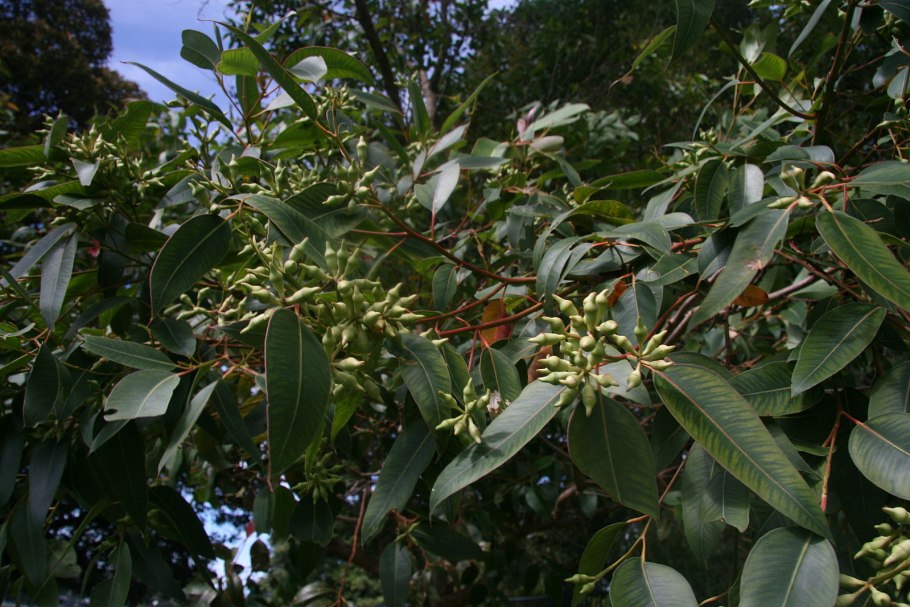 Swamp Mahogany (Eucalyptus robusta).