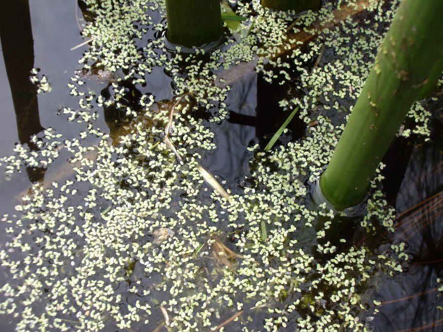 Lemna Minor Ряска