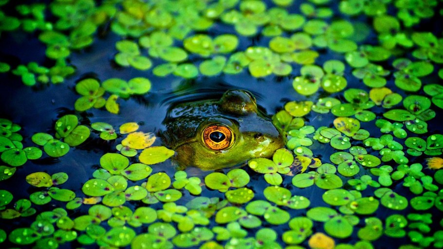 Ряска водные растения