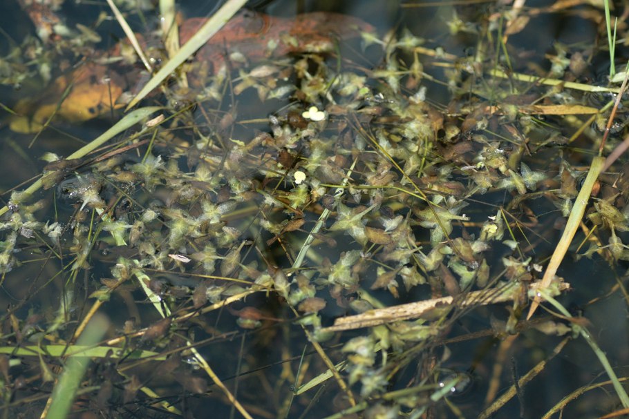 Lemna polyrrhiza