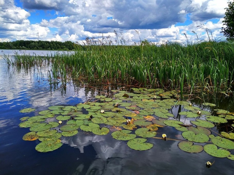 Duckweed