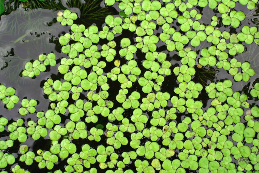 Lemna paucicostata