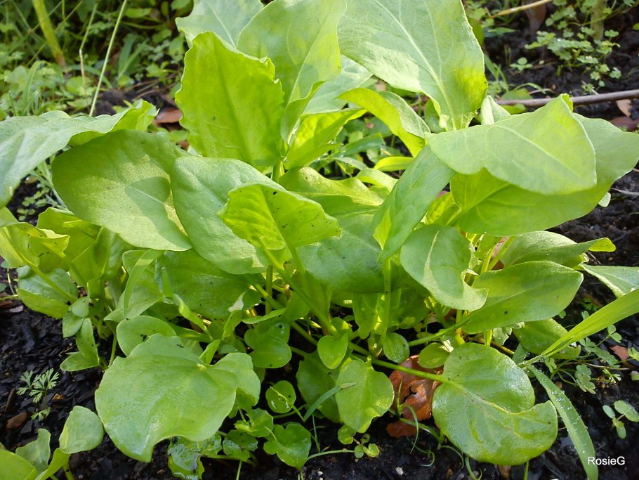 Щавель Обильнолистный