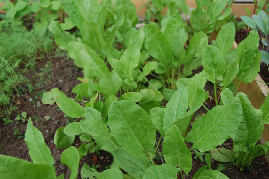 Щавель трава