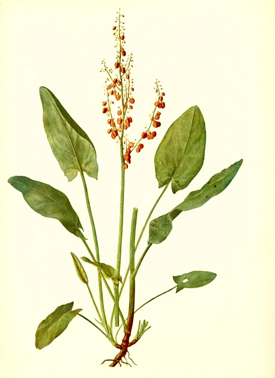 Щавель (Rumex)