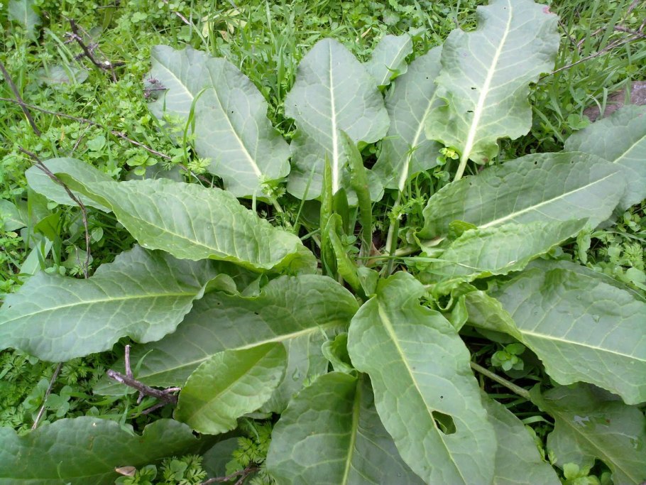 Авелук армянская трава что это