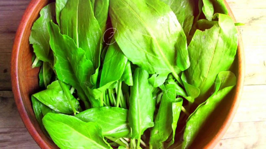 Щавель широколистный