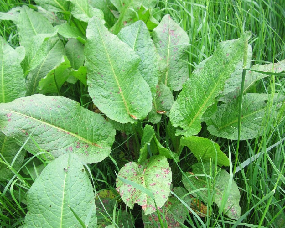 Rumex obtusifolius