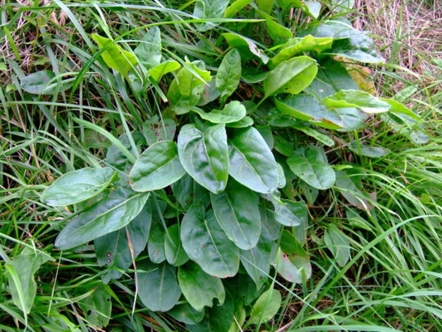 Кислое растение