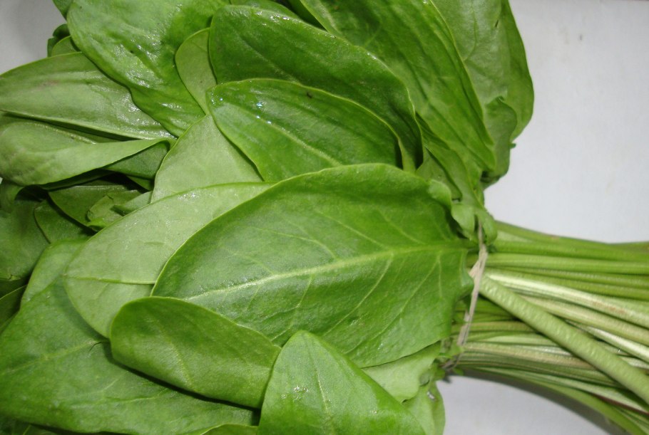 Кислятка трава