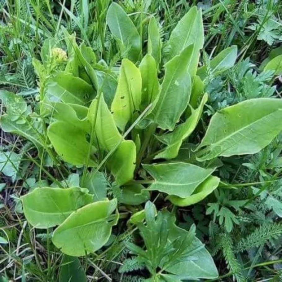 Щавель обыкновенный Rumex acetosa