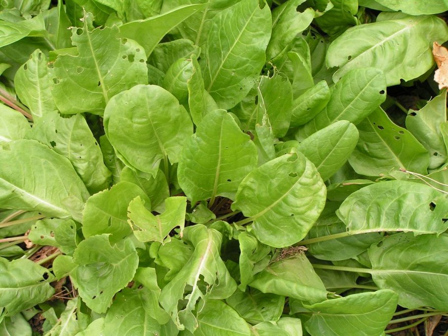 Щавелек малый