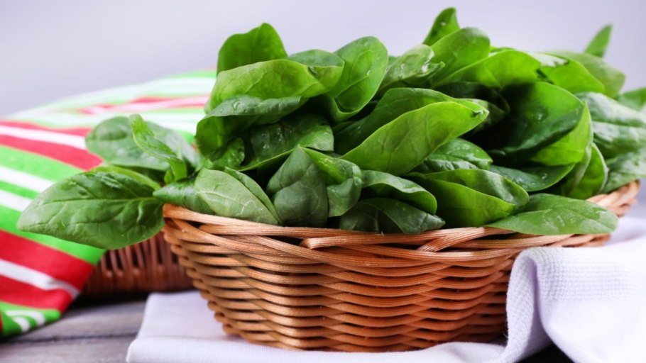 Щавель красивый