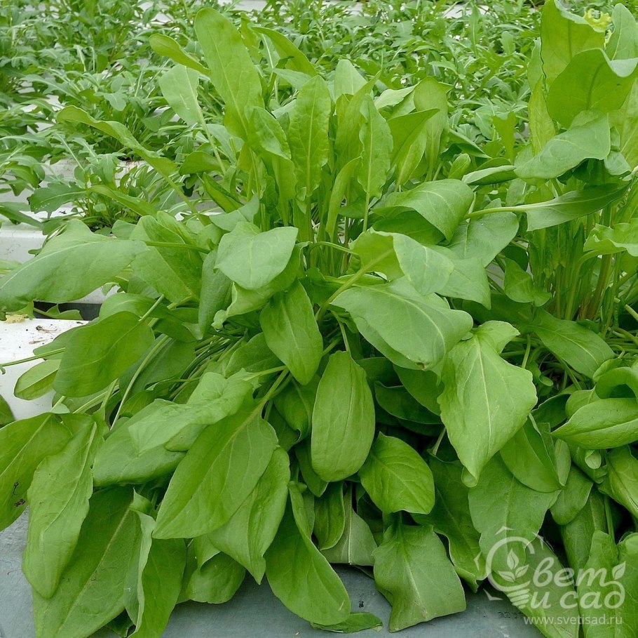 Щавель Бельвильский