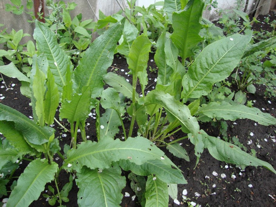 Шпинат многолетний Утеуша