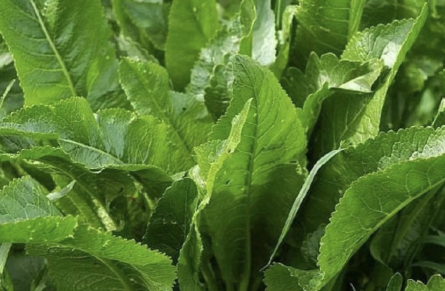 Листья хрена