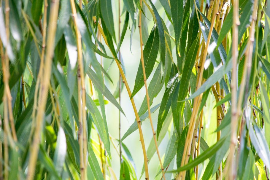 Ива белая Пендула плакучая