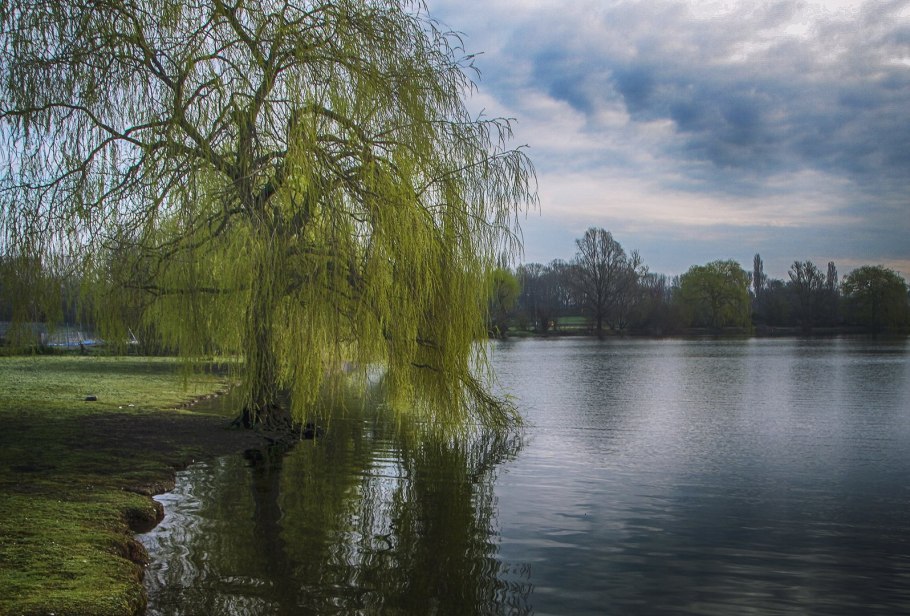Ива пурпурная Пендула