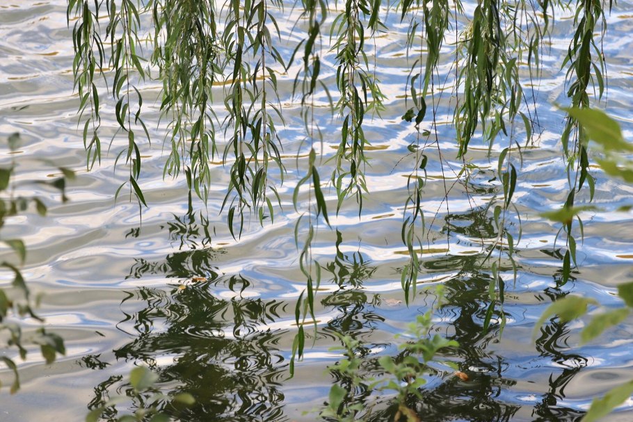 Плакучая Ива