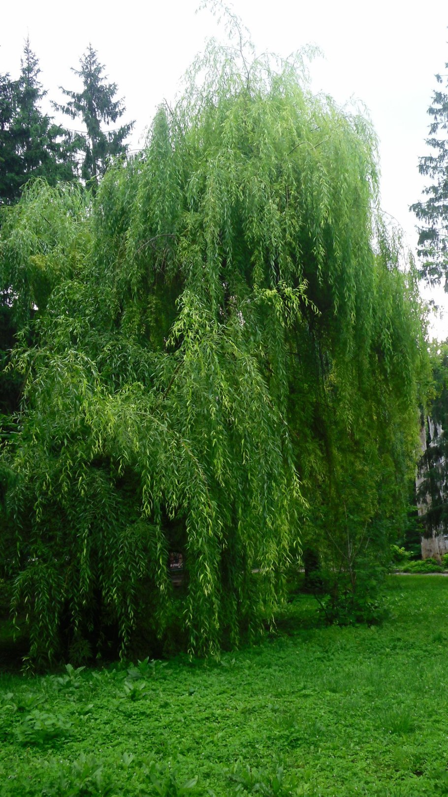 Ива неплакучая