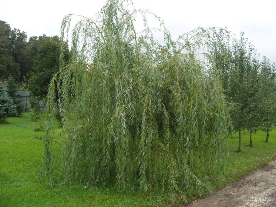 Ива гибридная Плакучий Гном