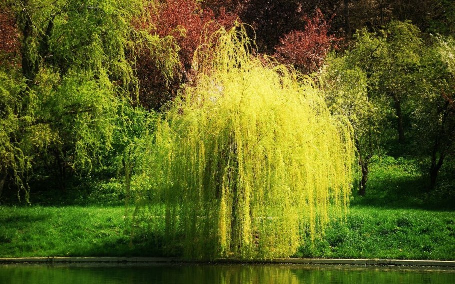 Ива плакучая Миндовского