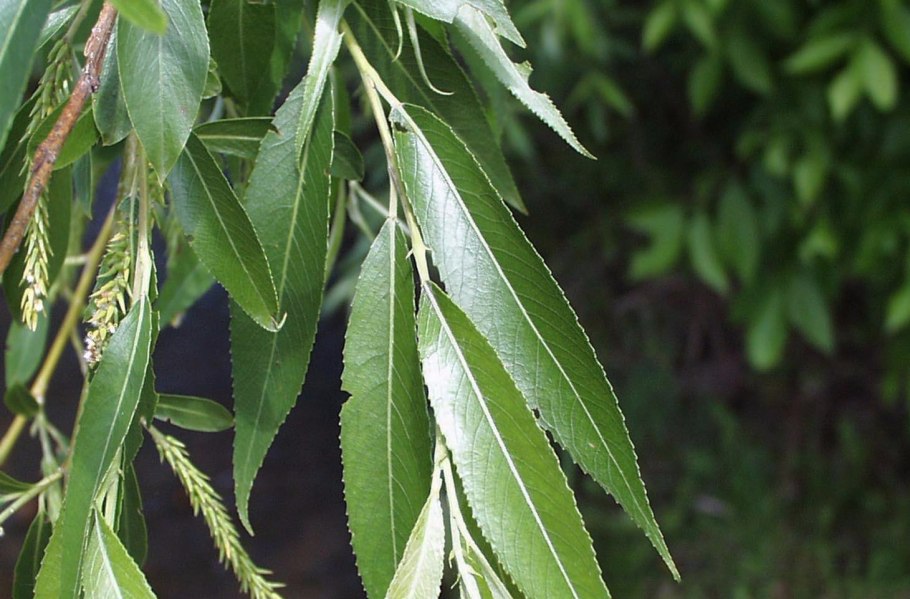 Ива ломкая salix fragilis