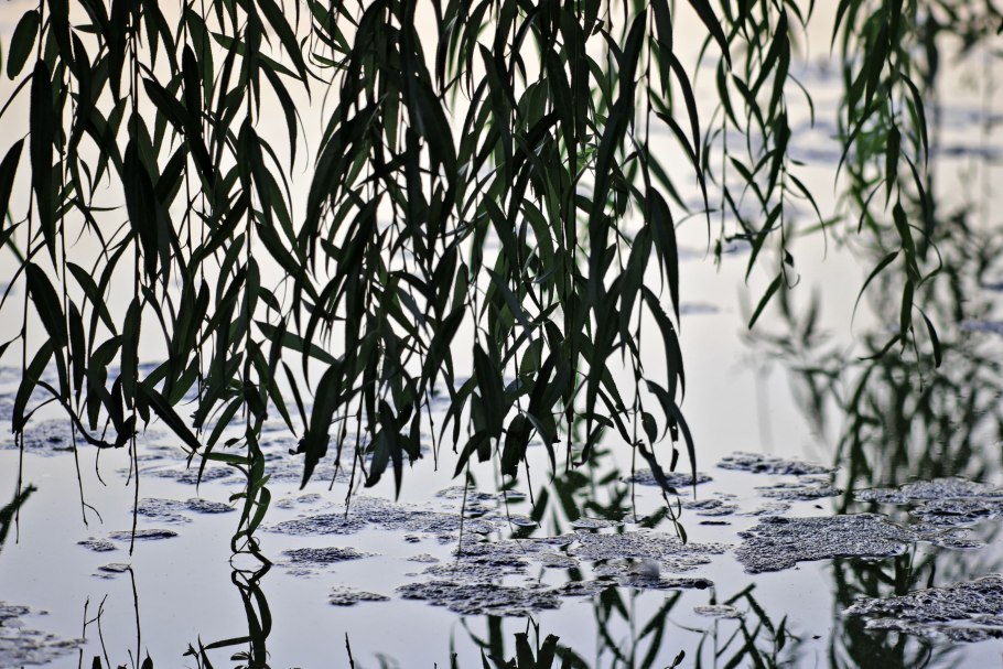 Ива мелкосерёжчатая