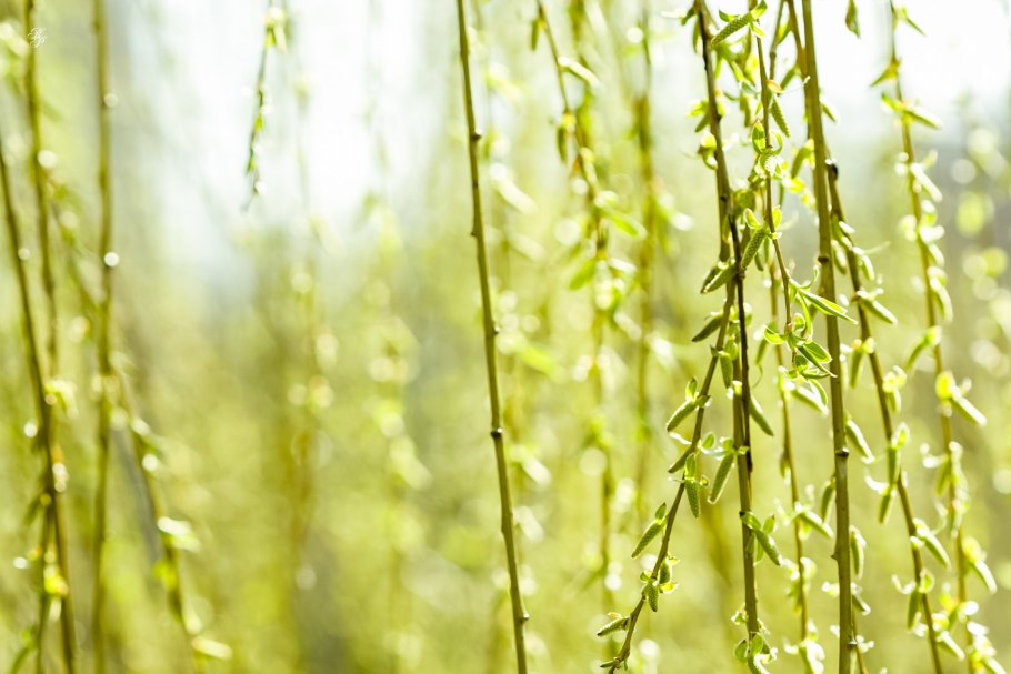 Ива ломкая в живописи