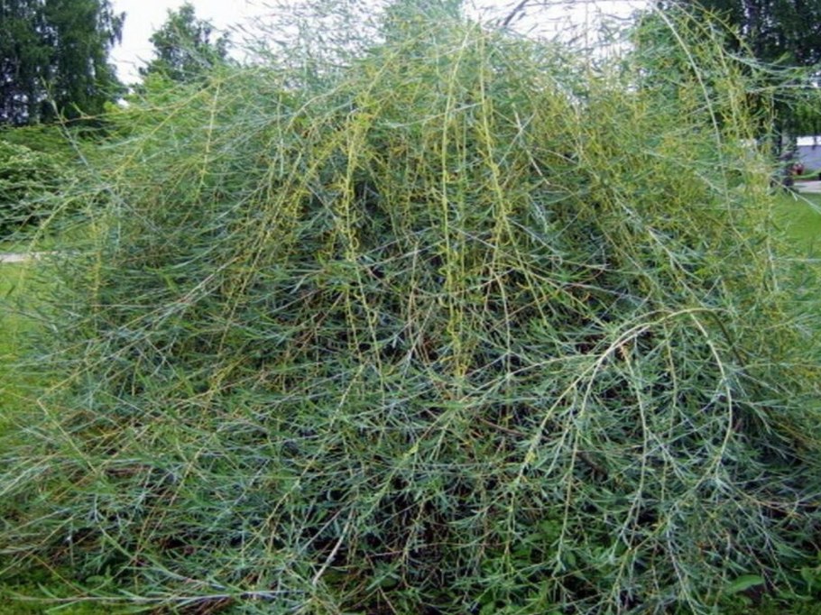 Salix Свердловская плакучая